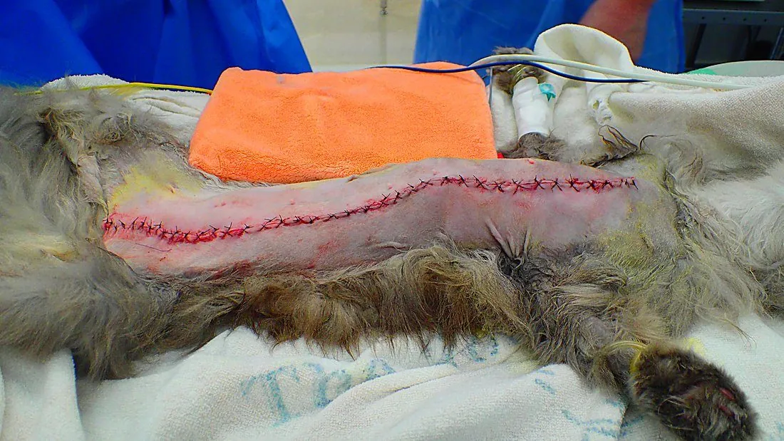 日本猫の乳腺腫瘍（乳腺がん） 10