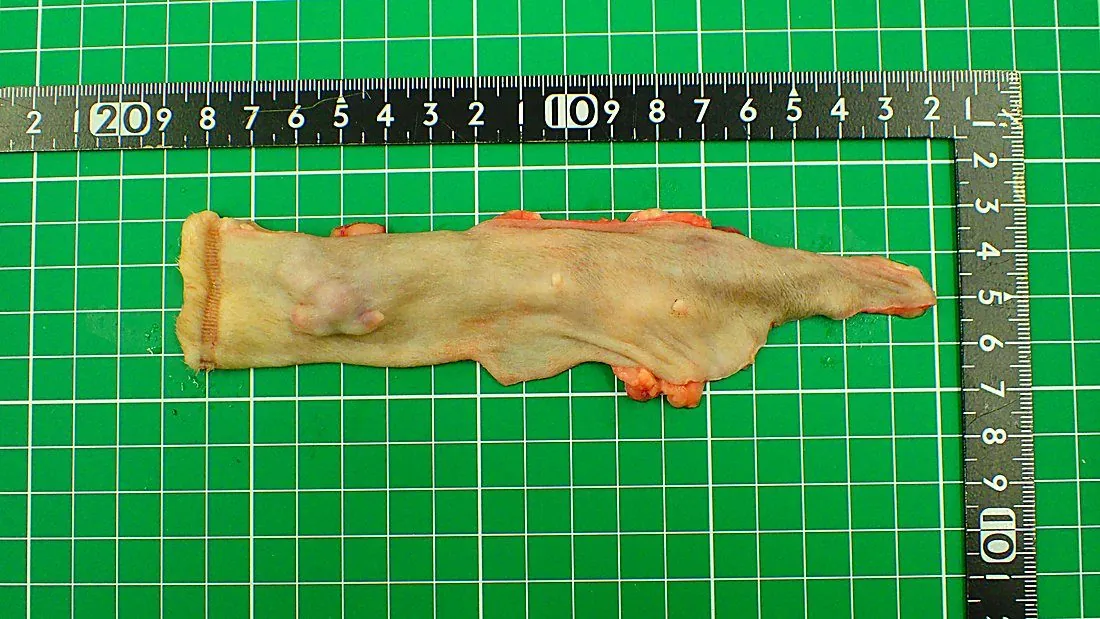 日本猫の乳腺腫瘍（乳腺がん） 14