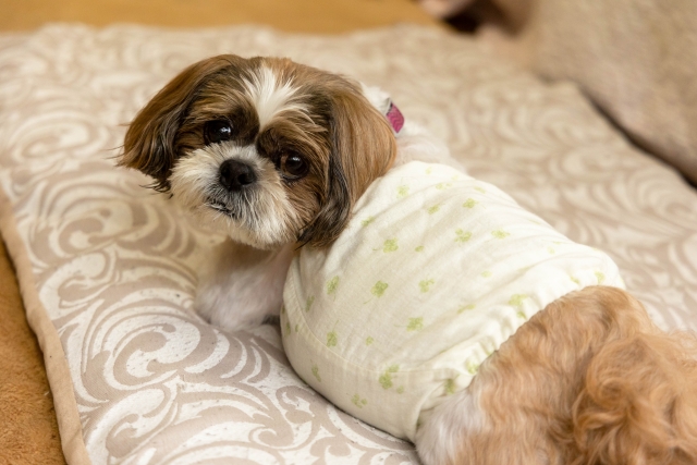 犬