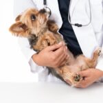 犬