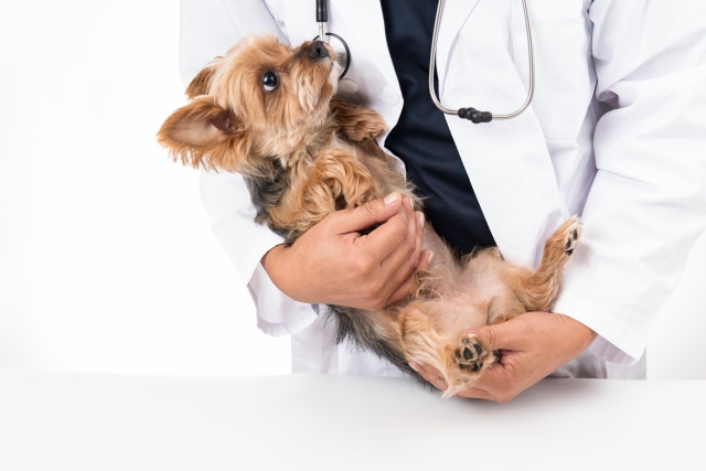 犬