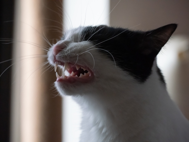 猫