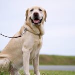 大型犬