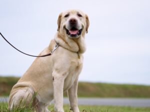 大型犬