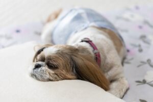 犬
