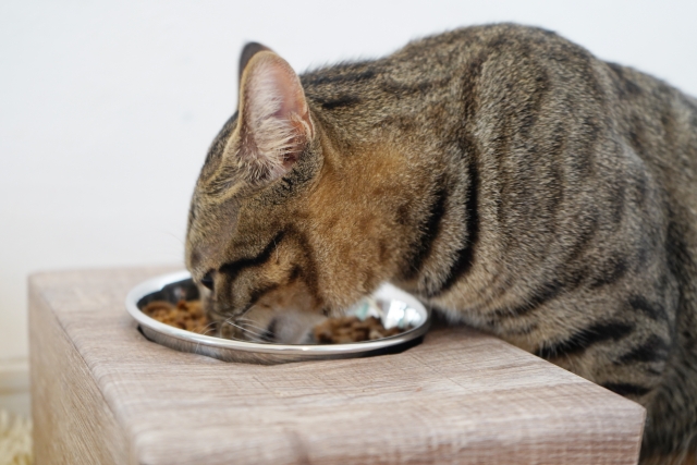 フードを食べるネコ
