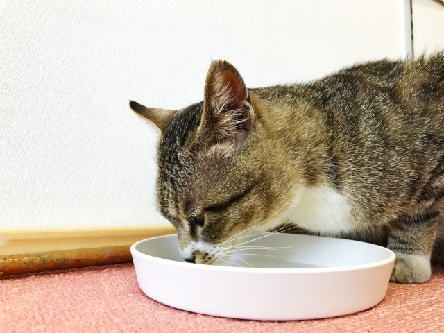 猫の多飲