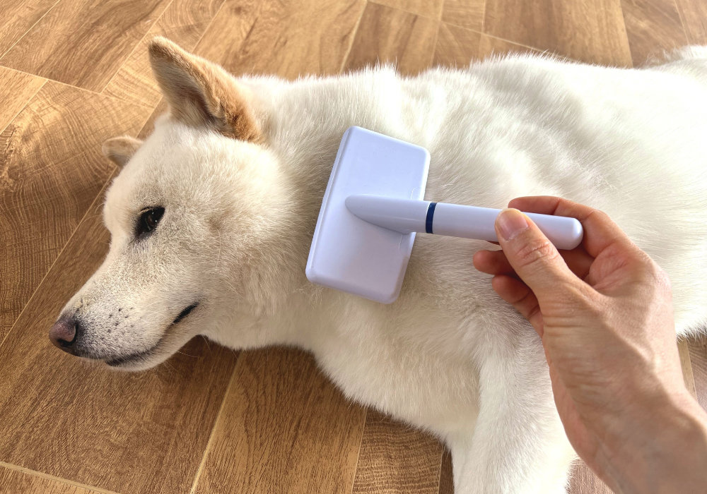 ブラッシングされるいぬ