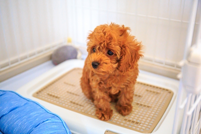 犬のトイレ