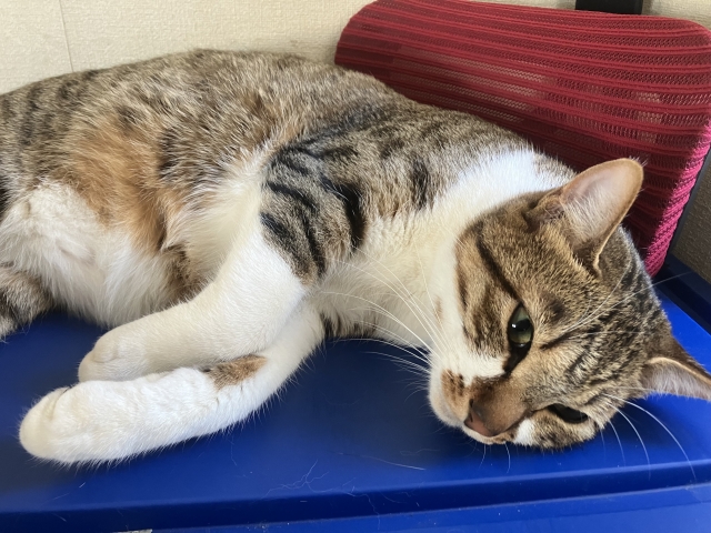 猫