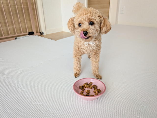食事中の犬