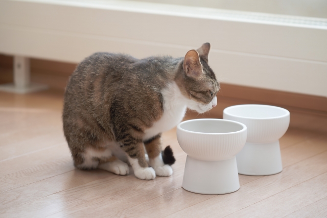 水を飲む猫