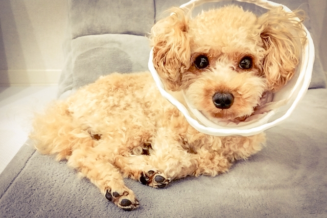 エリザベスカラーを付けた犬