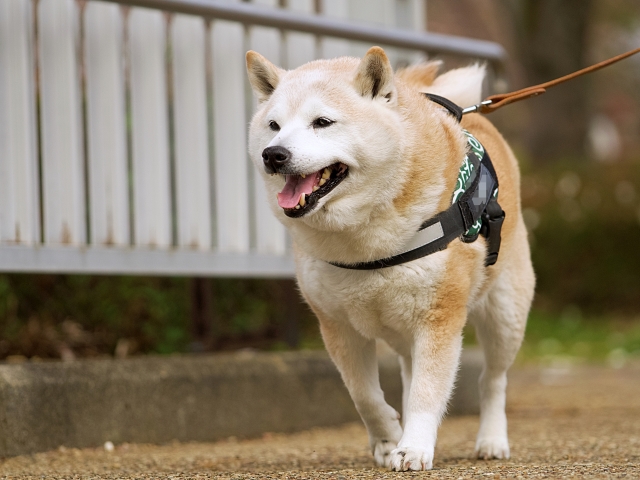 犬