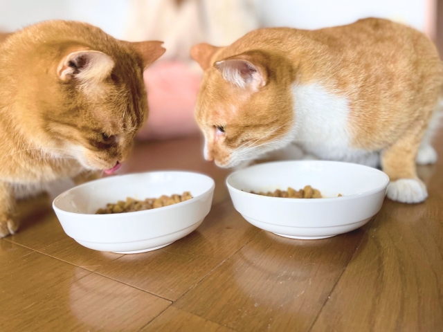 食事する猫