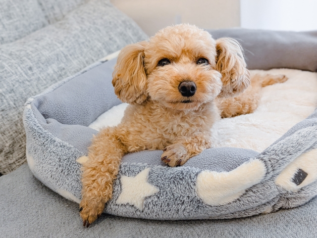 犬