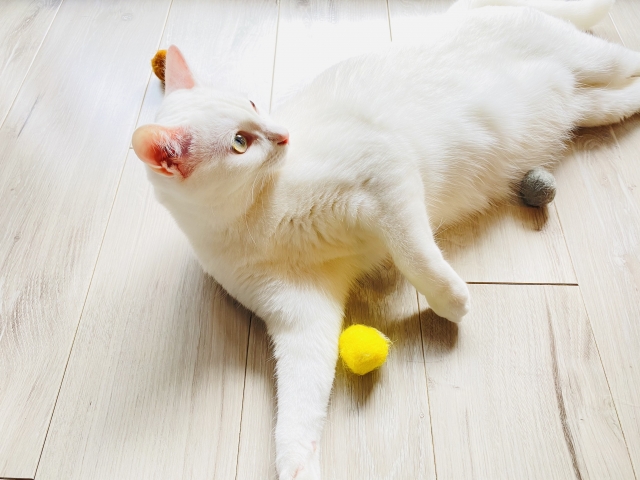 おもちゃで遊ぶ猫