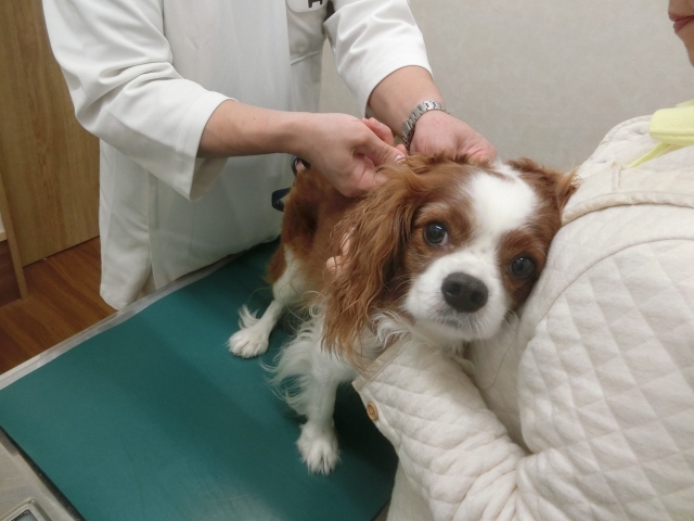 注射を打つ犬