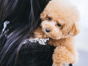 犬