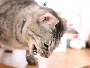 猫