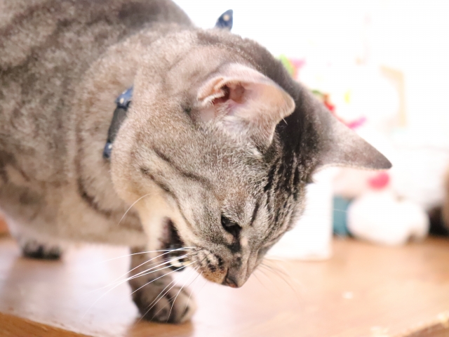 猫