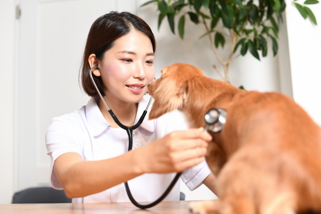 健診を受ける犬