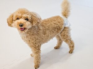 犬