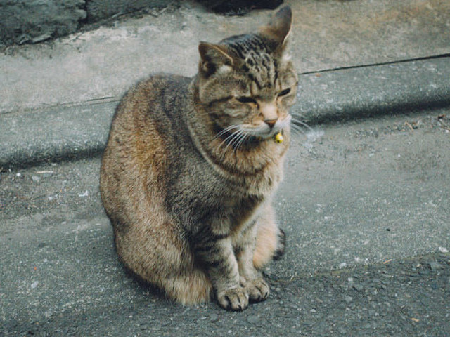 保護ネコ